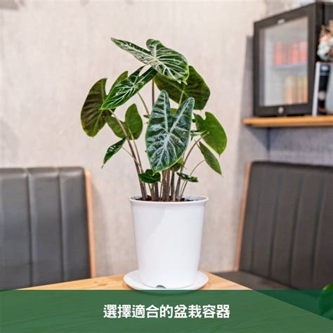 觀音蓮品種|觀音蓮的品種：從美麗到珍稀的魅力之旅 – 植物盆栽綠寶典